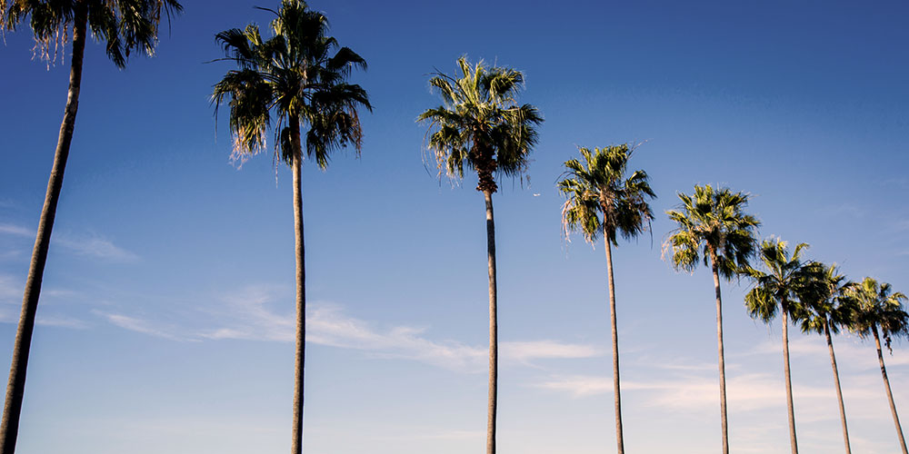 Palm Trees on the Bluff